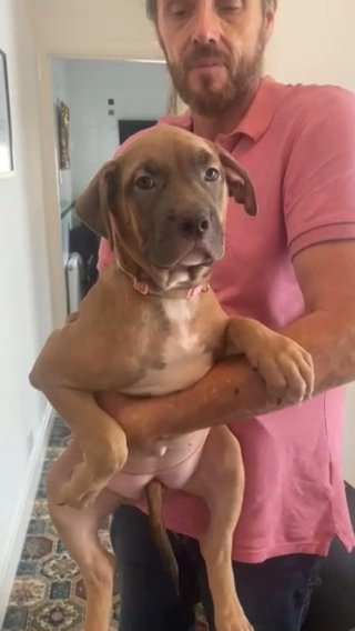 Fawn Masked Female in Merthyr Tydfil
