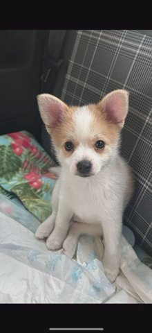 Pomeranian - 10 Weeks Puppy in Manchester