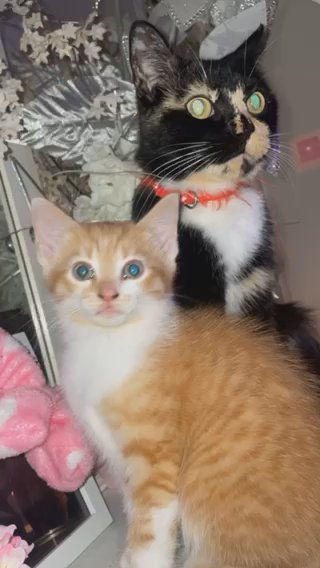 8 week old male ginger kitten in Dudley