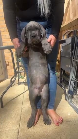 Cane Corso Top Quality Cereberus in London