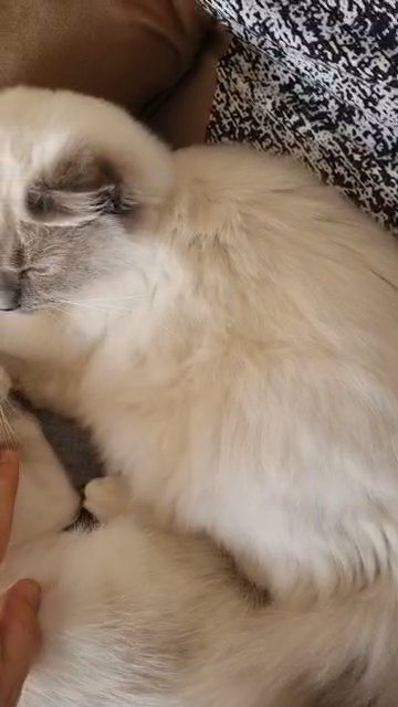 ragdoll kitten female in London