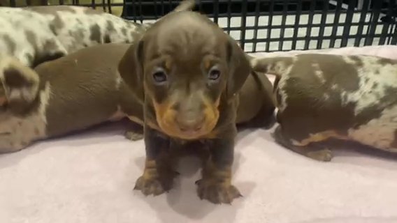 5 Beautiful Miniature Dachshunds in Blackpool