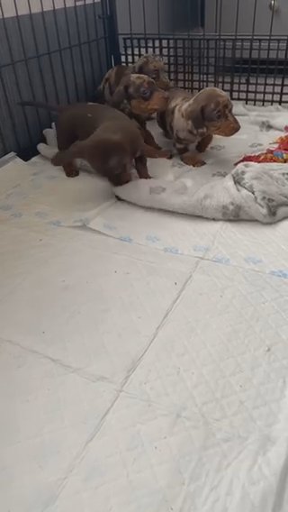 4 Miniature Dachshunds in Blackpool