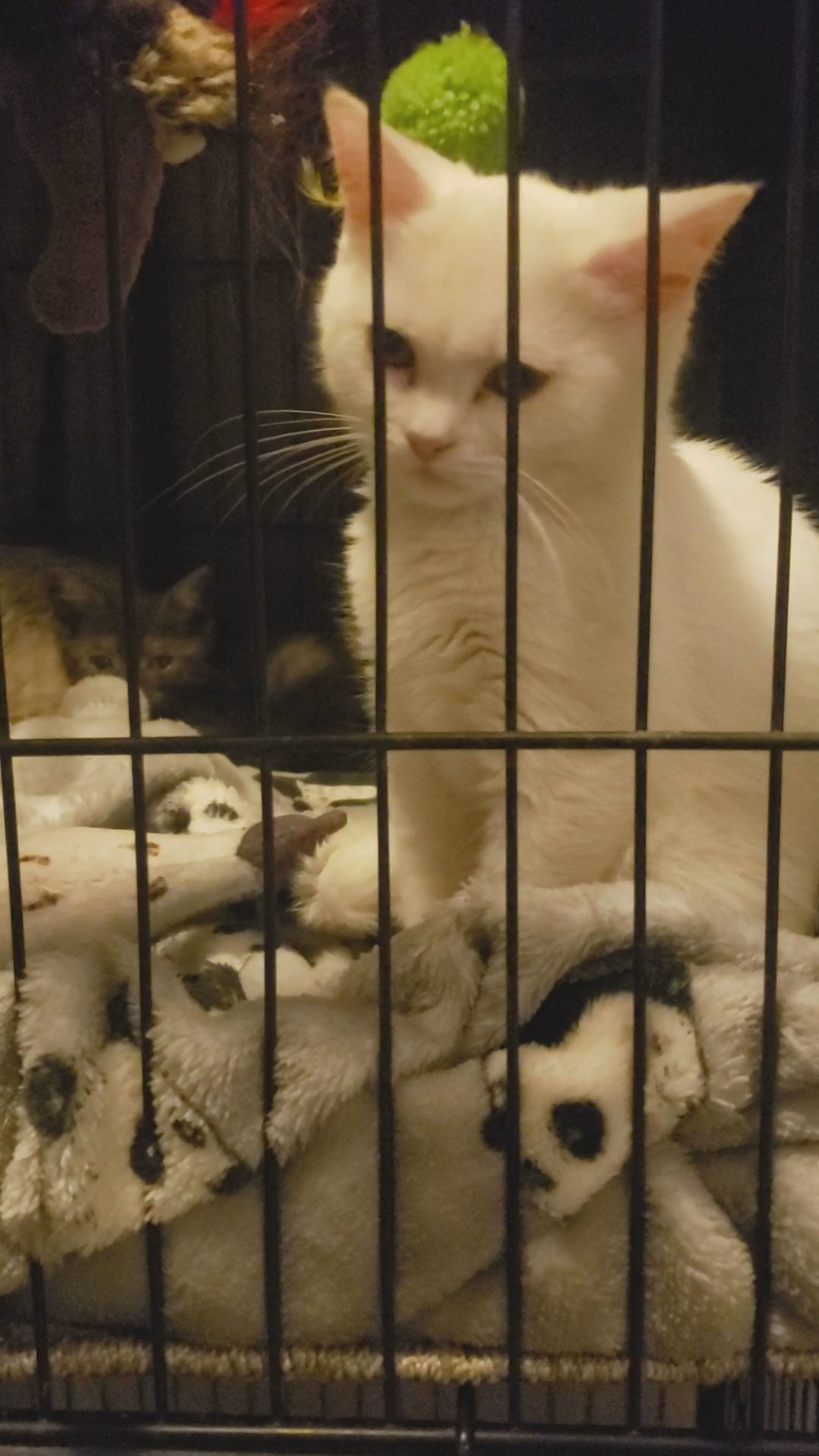 Full British Shorthair Smoke Kittens (only 2 left) in Central Bedfordshire