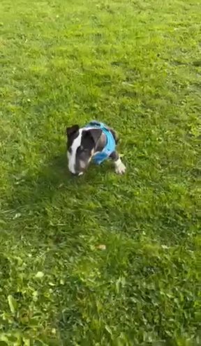 10 Week Old English Bull Terrier in East Lothian