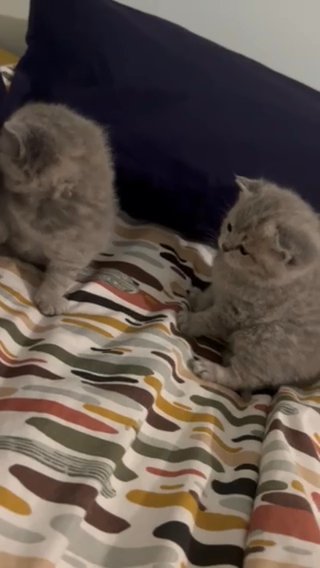 Bsh Kitten ready for new home in London