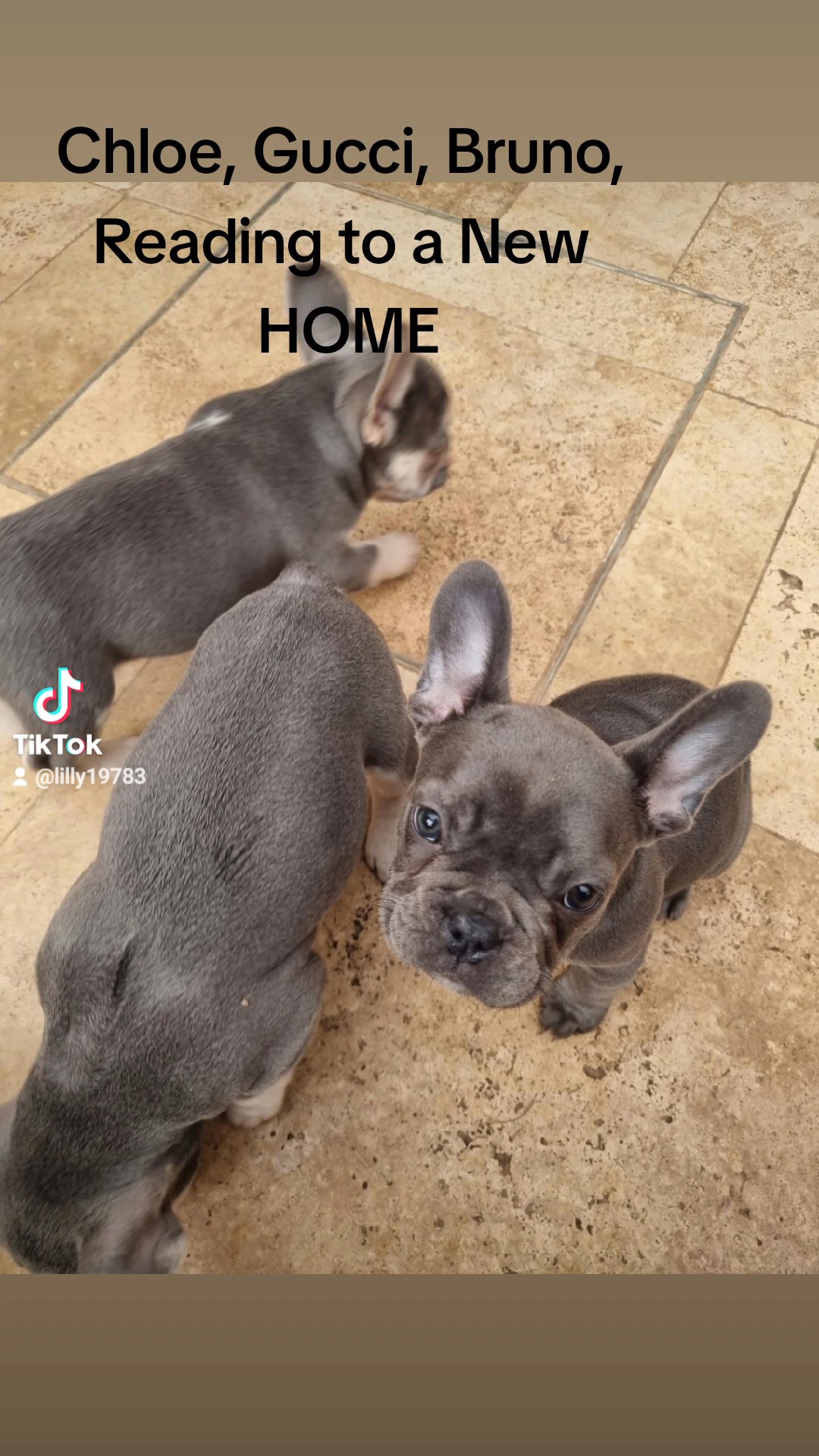 reduced  Frenchies in Wolverhampton