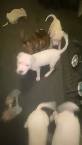 American staffordshire bull terriers (4 Left) in Nottingham