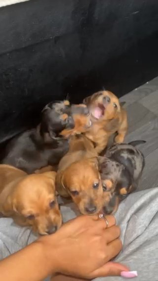 5 Amazing Miniature Dutchhund in London