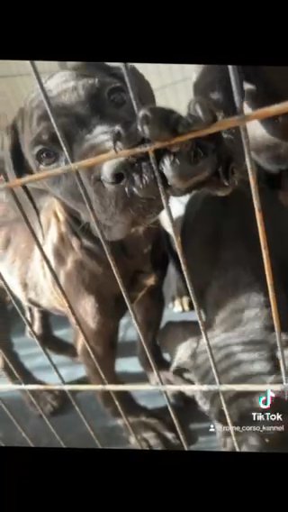 3 Female Cane Corso Puppies ICCF in Manchester