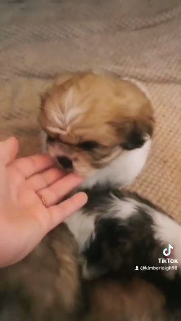 Shih tzu puppies! in West Devon