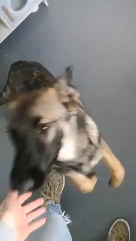 Dutch Shepard X Mali in Maidstone
