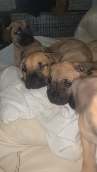 Presa Canario Puppy Beautiful Girl in Leeds