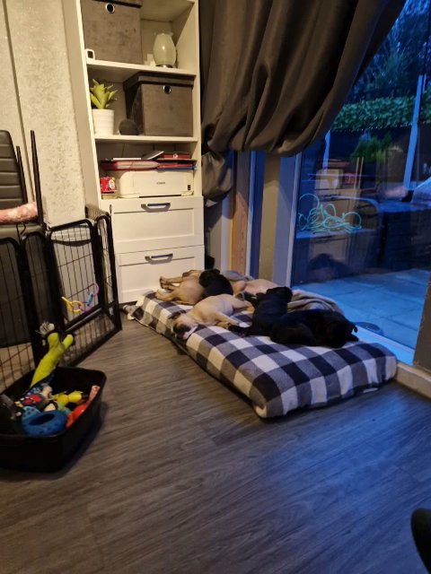 Frenchie X Staffie in Cheshire East