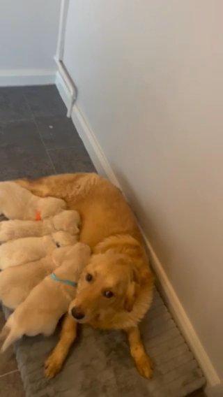 Beautiful Golden Retriever Puppies in Coventry