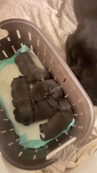 Kc Blue Staffy Puppys in Preston