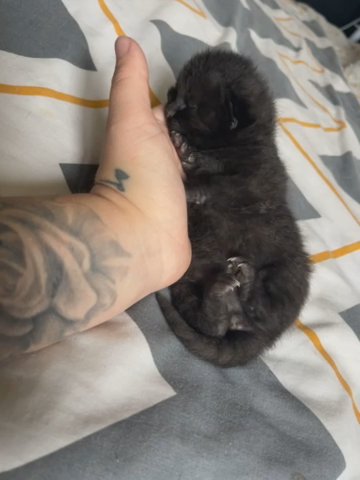 British Shorthair in Walsall