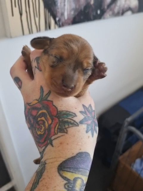 Dapple Miniature Dachshund - LAST 2 REMAINING in Blackpool