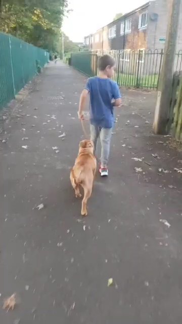 pocket bully female in Birmingham