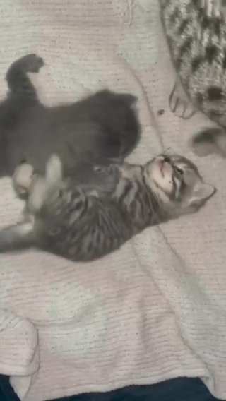 British Short Hair Kittens in Manchester