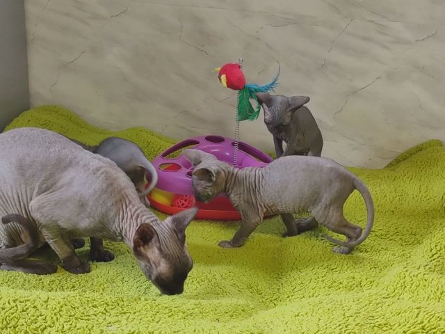 Canadian Sphynx TICA registered kittens in Plymouth