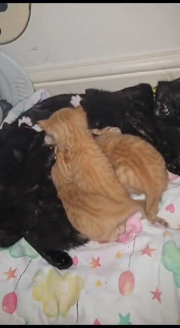 4 beautiful kittens forsale in Croydon