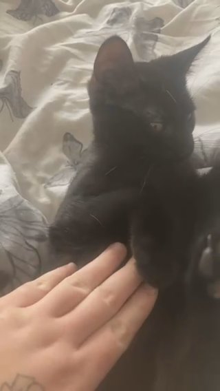 1 Black Kitten And 1 Adult Cat in Darlington