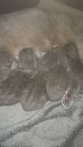 British Shorthair Kittens in Sheffield