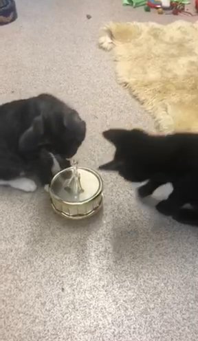 Beautiful Kittens in London