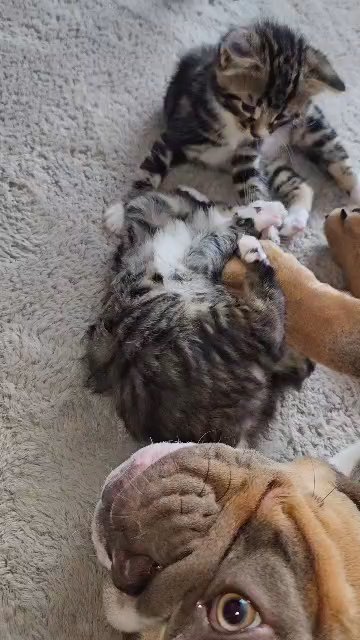 Mainecoon cross kittens in South Staffordshire