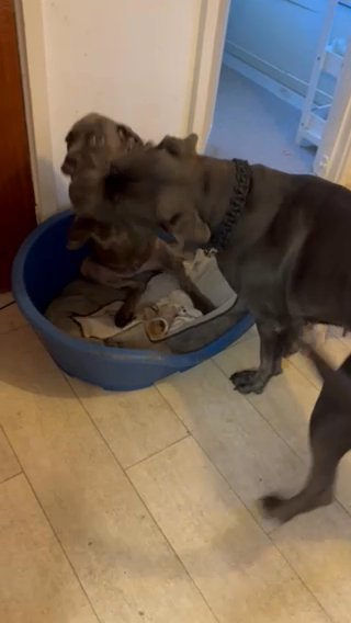 Cane Corso in North Dorset