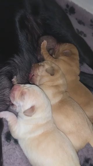 Gorgeous Lab Babies ? in Blackburn
