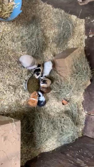 RABBITS & Guinea Pigs Available in Blackburn