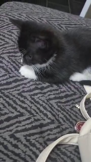 kittens in London