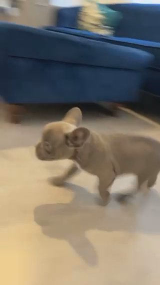 Lilac & Tan Frenchies Puppies L1 L41 Left in Nottingham