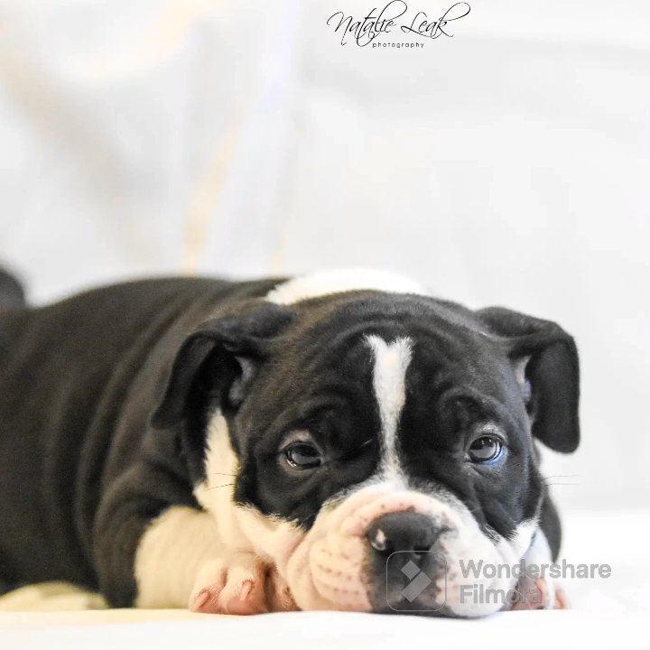 Boy MICRO Bully READY FOR HIS NEW HOME NOW ?? in Bradford