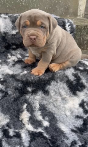 American Bully in South Lanarkshire