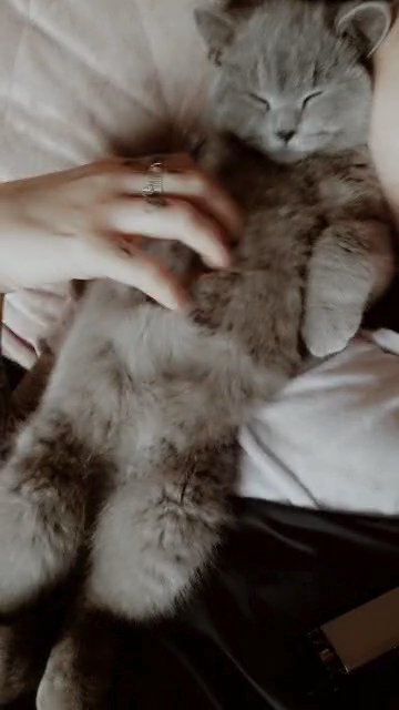 British shorthair make kitten in Blackburn with Darwen