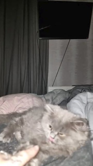 Male persian kitten in Blackburn with Darwen