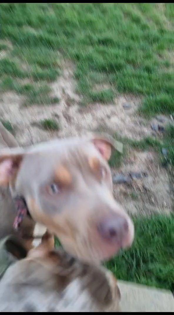 Lilac Tri American bully Girl pup 7 months in Wealden