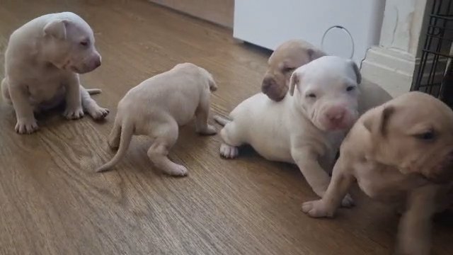 staffordshire pups ready to go in London