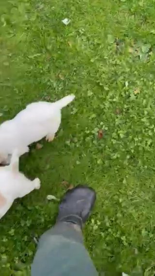 Cocker Spaniel Puppies in Barrow-in-Furness