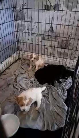 4 Puppies for sale in Barnsley