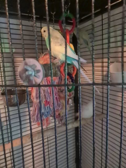 6 budgies 3x mating pair with big corner cage cheap in Manchester