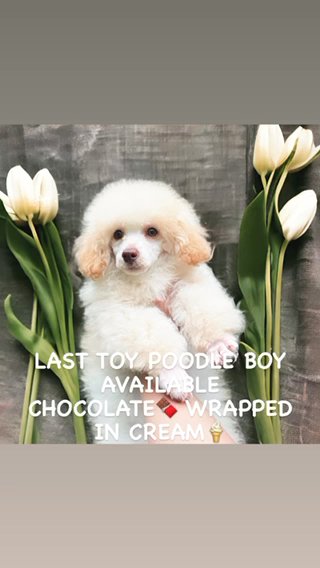 TOY POODLE BOY AVAILABLE in London