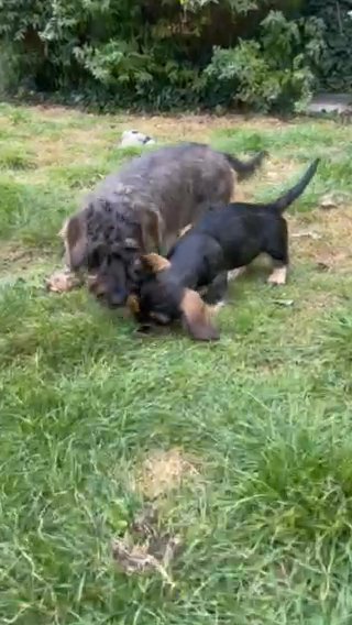 Ready Now Wire Haired Dachshund Girl in Ipswich