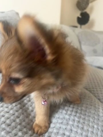 Apple Is Looking For Her Home in East Hertfordshire