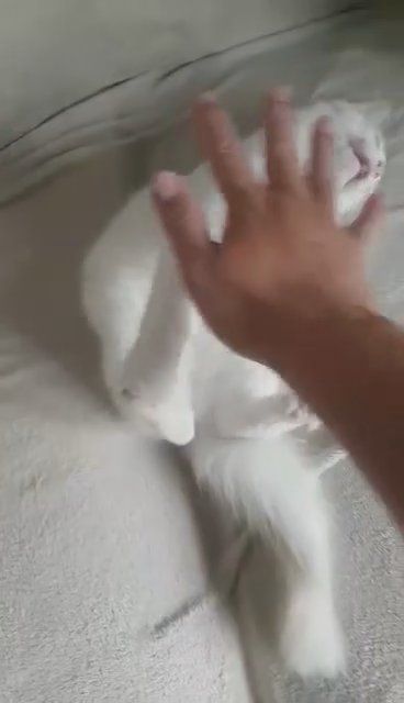 Flame point Ragdoll in London