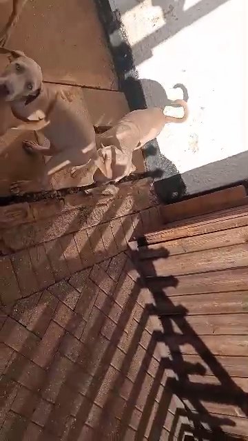 mastiff puppies in Kettering