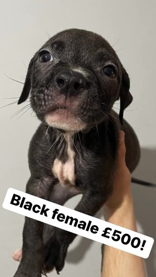 Black Female Bully in Manchester